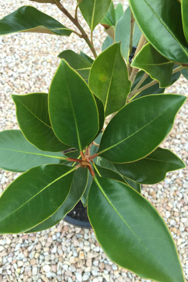 Magnolia grandiflora Little Gem 2
