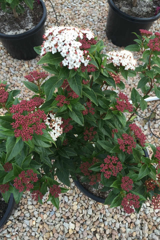 Viburnum tinus 'anvi' Wholesale Trees Hillywood Tree Nursery